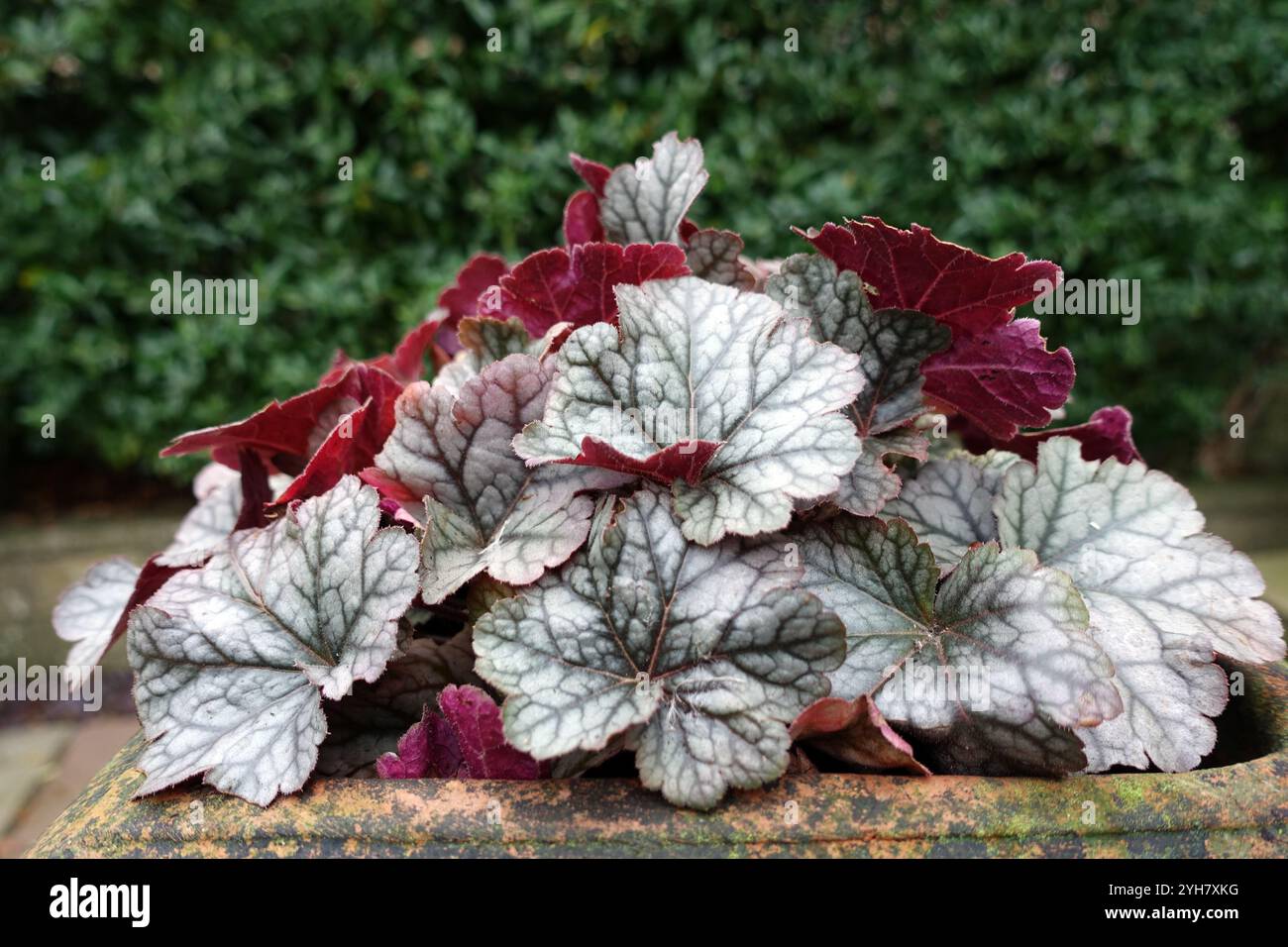 Silver/Purple Laub Heuchera „Cinnabar Silver“ (Korallenglocken) in einem englischen Country Garden, Lancashire, England, Großbritannien Stockfoto