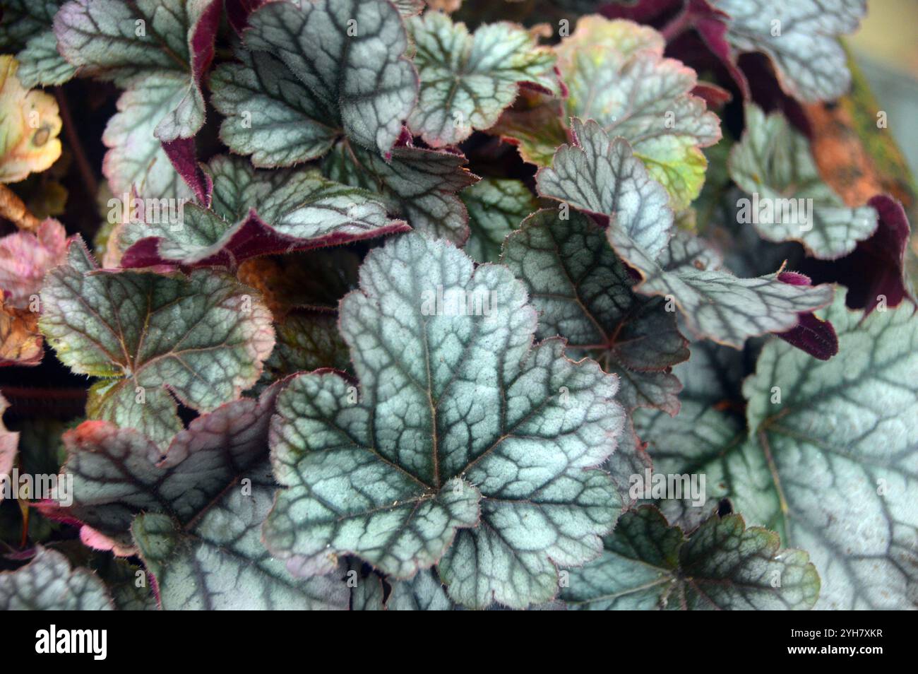 Silver/Purple Laub Heuchera „Cinnabar Silver“ (Korallenglocken) in einem englischen Country Garden, Lancashire, England, Großbritannien Stockfoto
