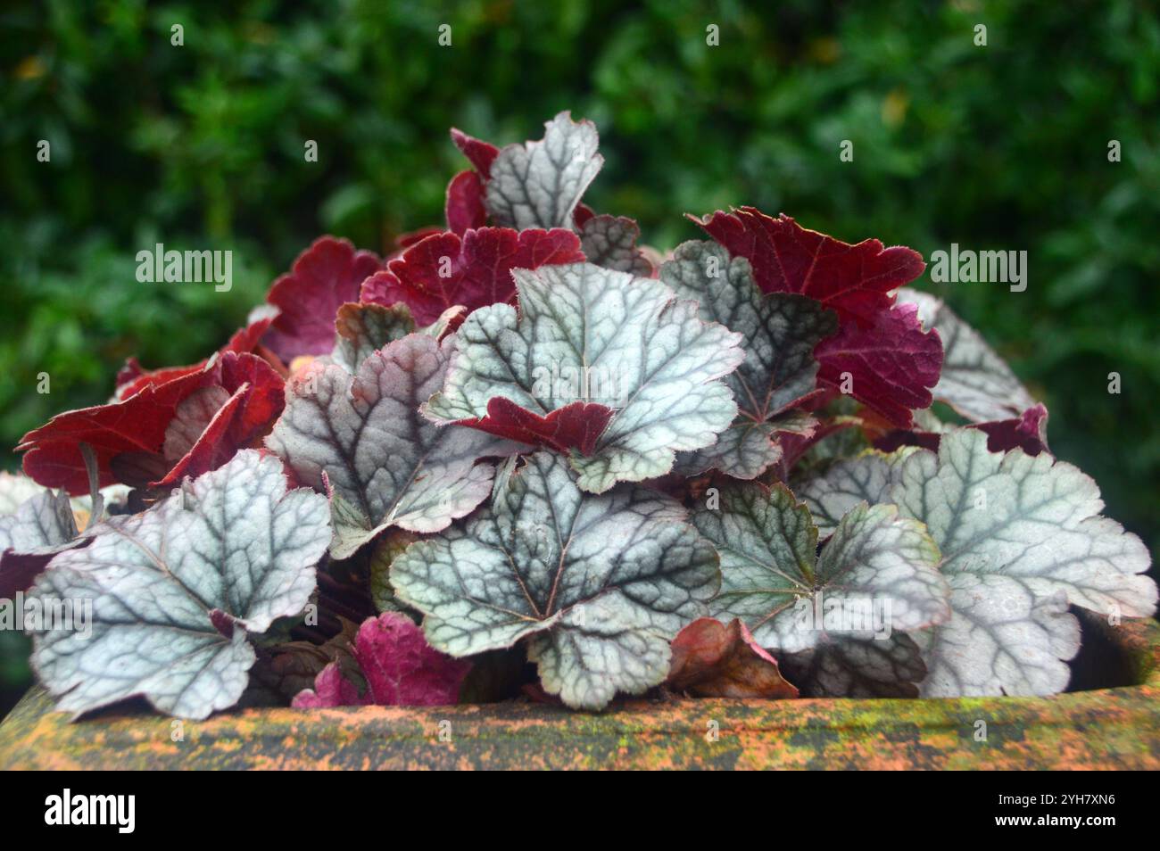 Silver/Purple Laub Heuchera „Cinnabar Silver“ (Korallenglocken) in einem englischen Country Garden, Lancashire, England, Großbritannien Stockfoto