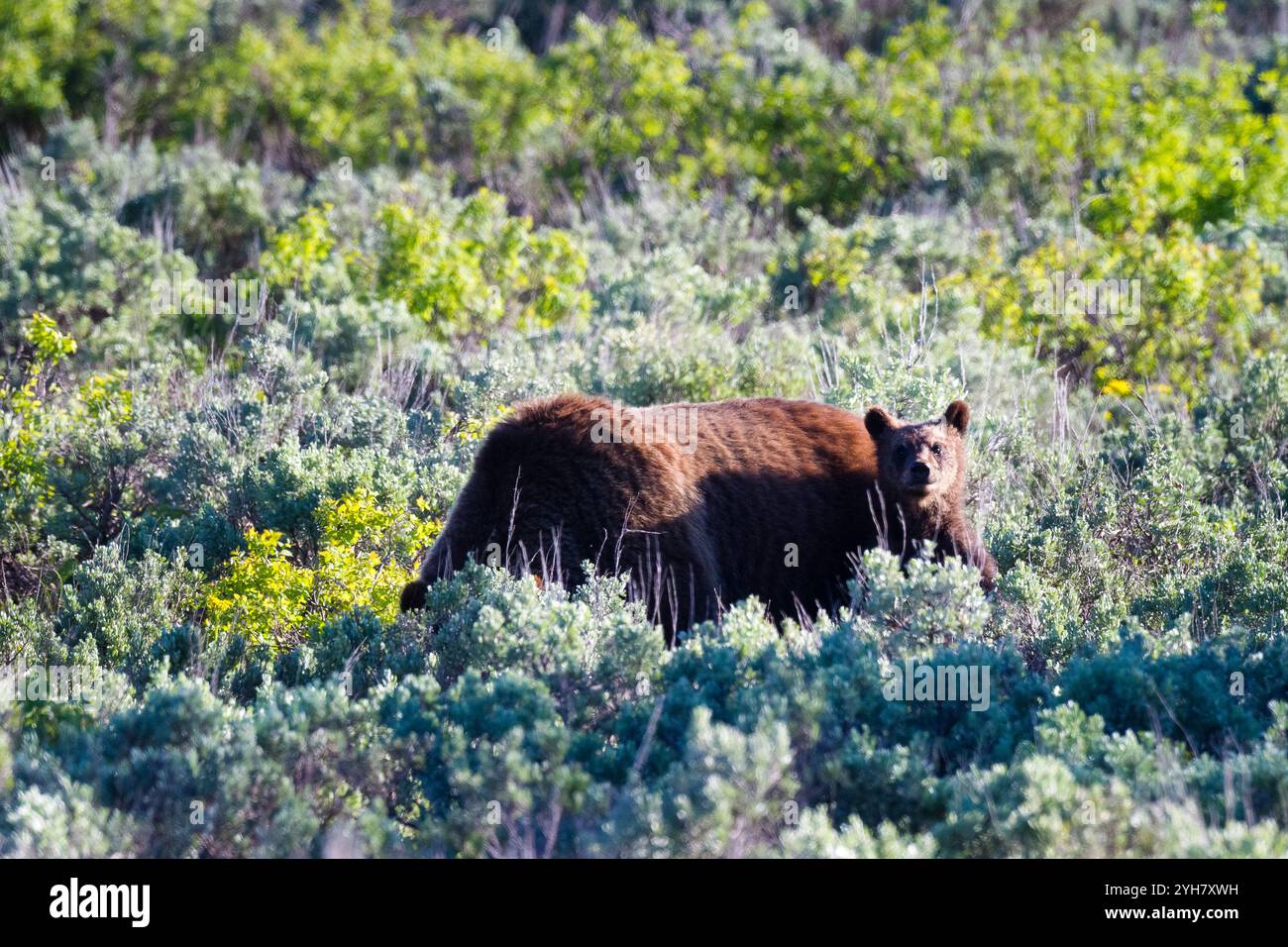 Ein Jungtier Grizzlybär #399 steht und schaut neugierig durch den Sagebrausch auf dem Lunch Tree Hill im Grand Teton National Park, Wyoming. Stockfoto