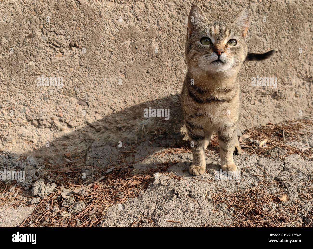 Neugierige Brown Kitty sucht Liebe an einem sonnigen Tag Stockfoto