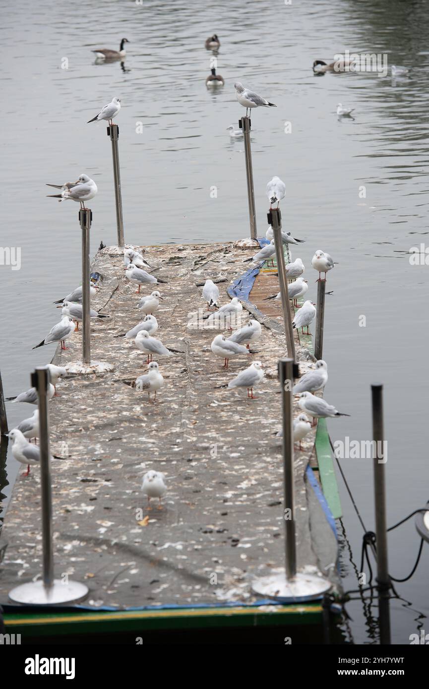 Windsor, Berkshire, Großbritannien. November 2024. Möwen thronten über der Themse in Windsor, Berkshire. Kredit: Maureen McLean/Alamy Stockfoto