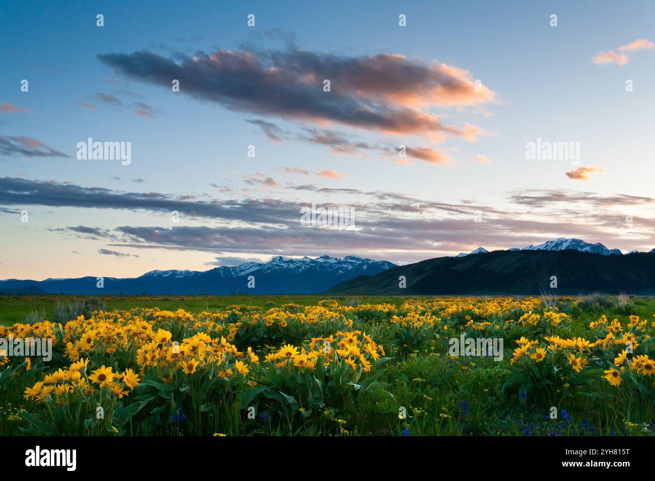 Balsamwurzel Wildblumen Teppich Jackson Hole Talboden im Grand-Teton-Nationalpark, Wyoming. Stockfoto