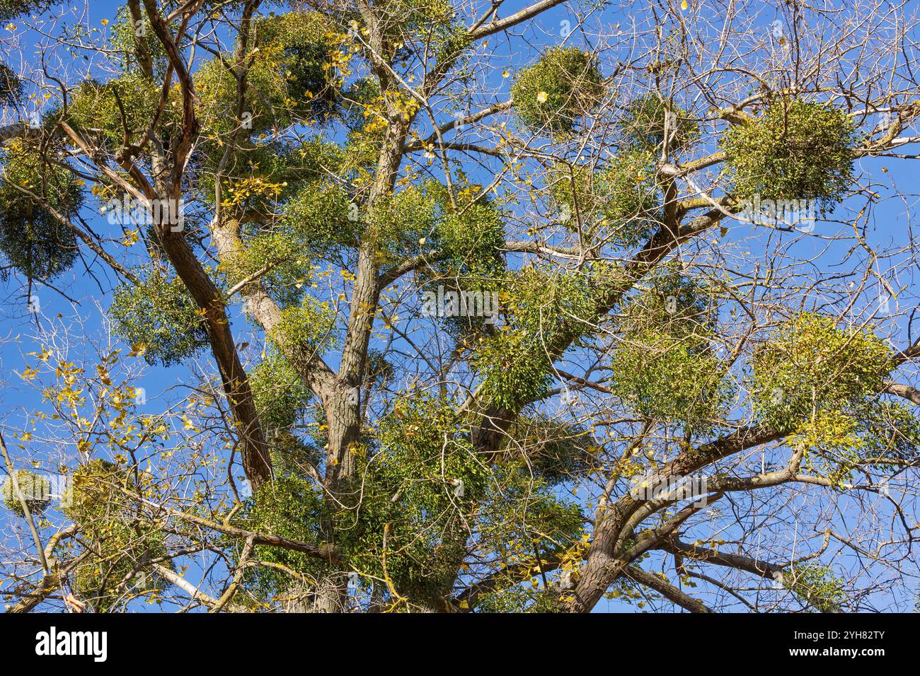 Eine Mistelpflanze mit grünen Blättern und Beeren, die auf einem Baum wachsen und ihren natürlichen Lebensraum und ihre botanischen Details hervorheben Stockfoto