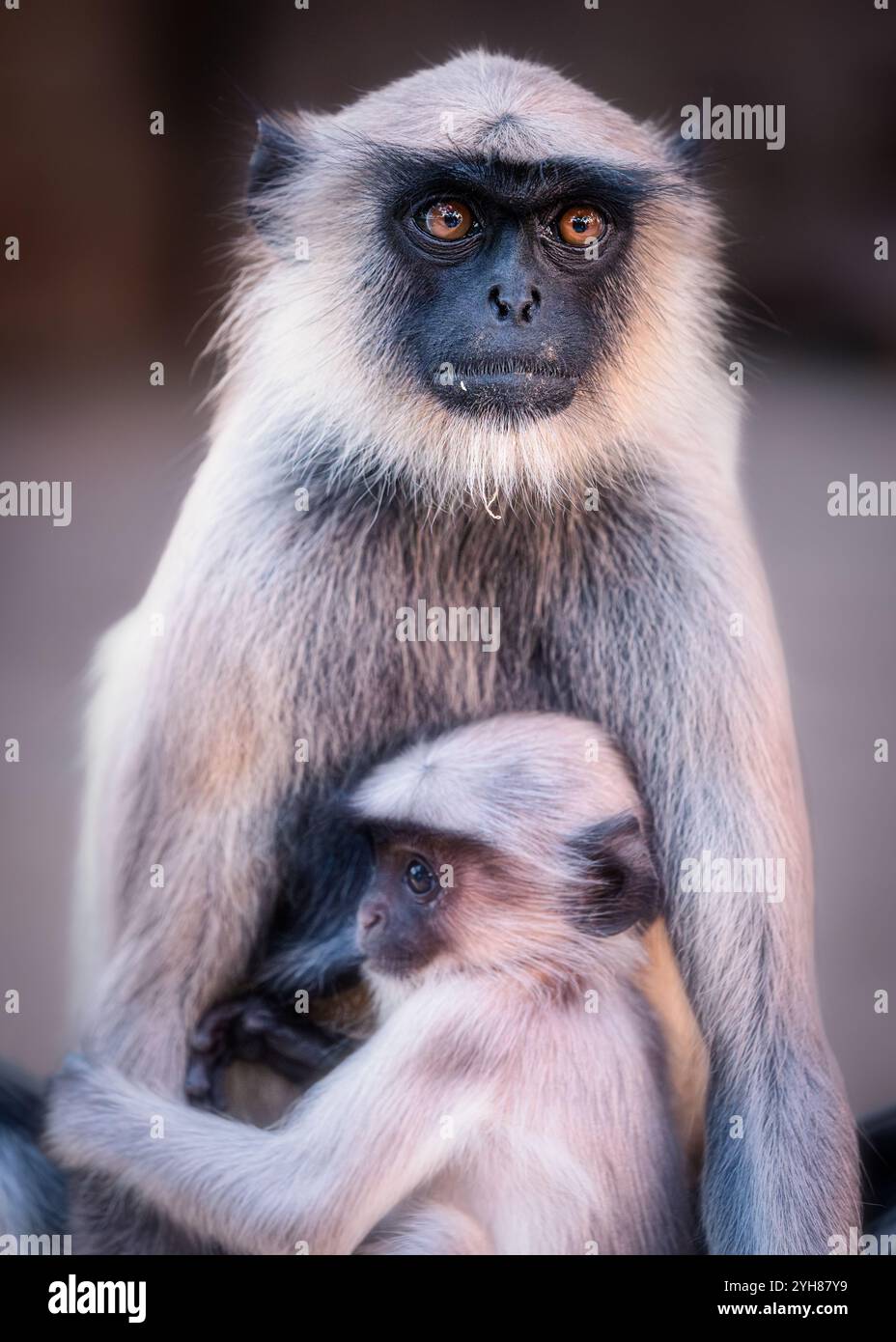 Hanuman langur (Semnopithecus), Gujarat, Indien Stockfoto