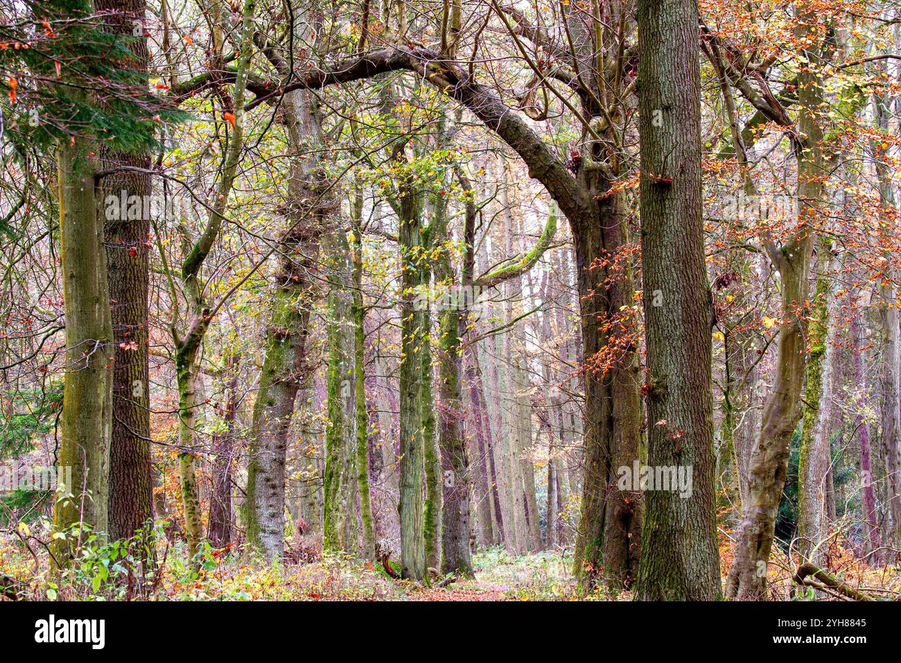 Dundee, Tayside, Schottland, Großbritannien. November 2024. Wetter in Großbritannien: Das düstere und feuchte Herbstwetter verstärkt die natürliche Pracht der Dundee Templeton Woods. Blätter fallen und die Bodenbedeckung der Blätter von den Bäumen sorgt für eine atemberaubende Darstellung der saisonalen Farben im schottischen Wald. Quelle: Dundee Photographics/Alamy Live News Stockfoto