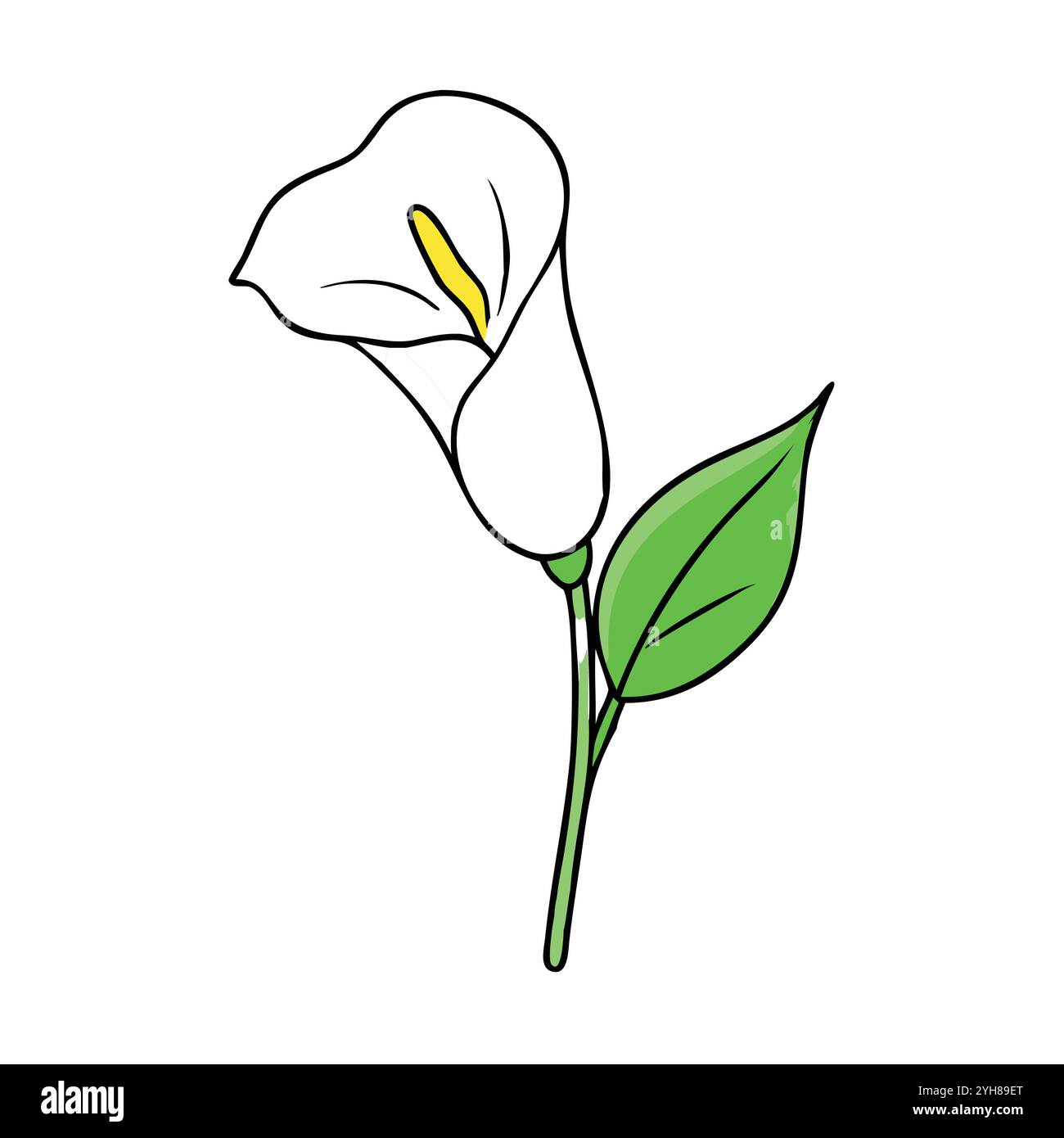 Vektor-Illustration einer Calla-Lilienblume, für florale Designs, botanische und Natur-Themen-Projekte. Blume Vektor. Stock Vektor