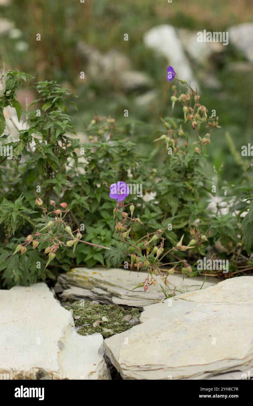 Dieses vertikal ausgerichtete Foto fängt eine ruhige Herbstszene in Georgien ein. Eine leuchtend violette Wildblume zeichnet sich vor einem Hintergrund aus üppigem Grün aus Stockfoto