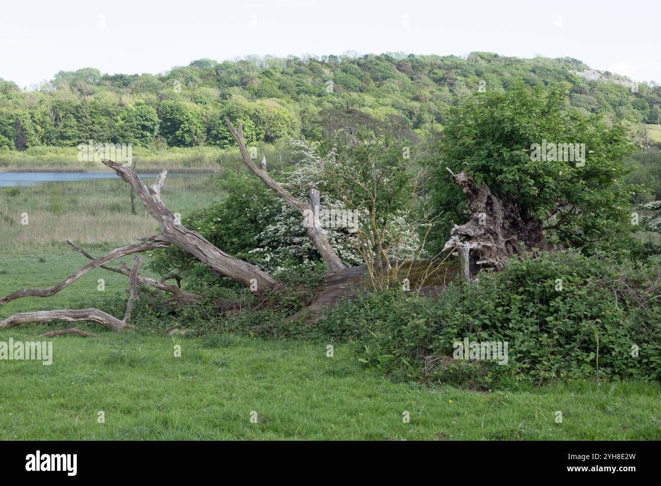 Stamm der toten Eiche Hawes Water Arnside Westmorland und Furness ehemals Cumbria England Stockfoto