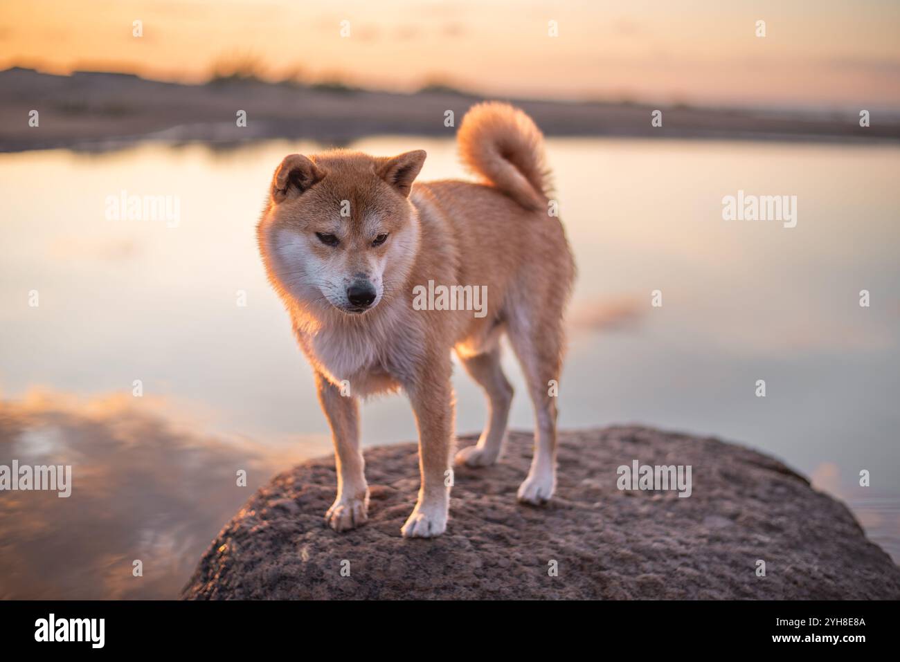 Der nasse Shiba Inu Hund steht im Sommer während des Sonnenuntergangs auf dem Stein am Ufer des Flusses Stockfoto