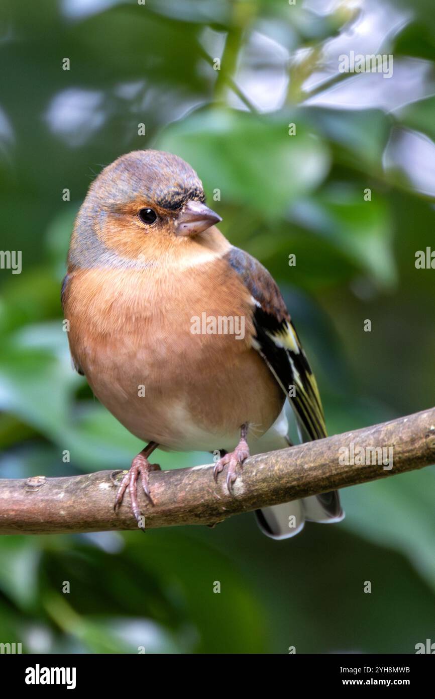 Männlicher Chaffinch mit leuchtendem orange-blauem Gefieder. Ernährt sich von Samen und Insekten. Fotografiert im Father Collins Park, Dublin. Stockfoto