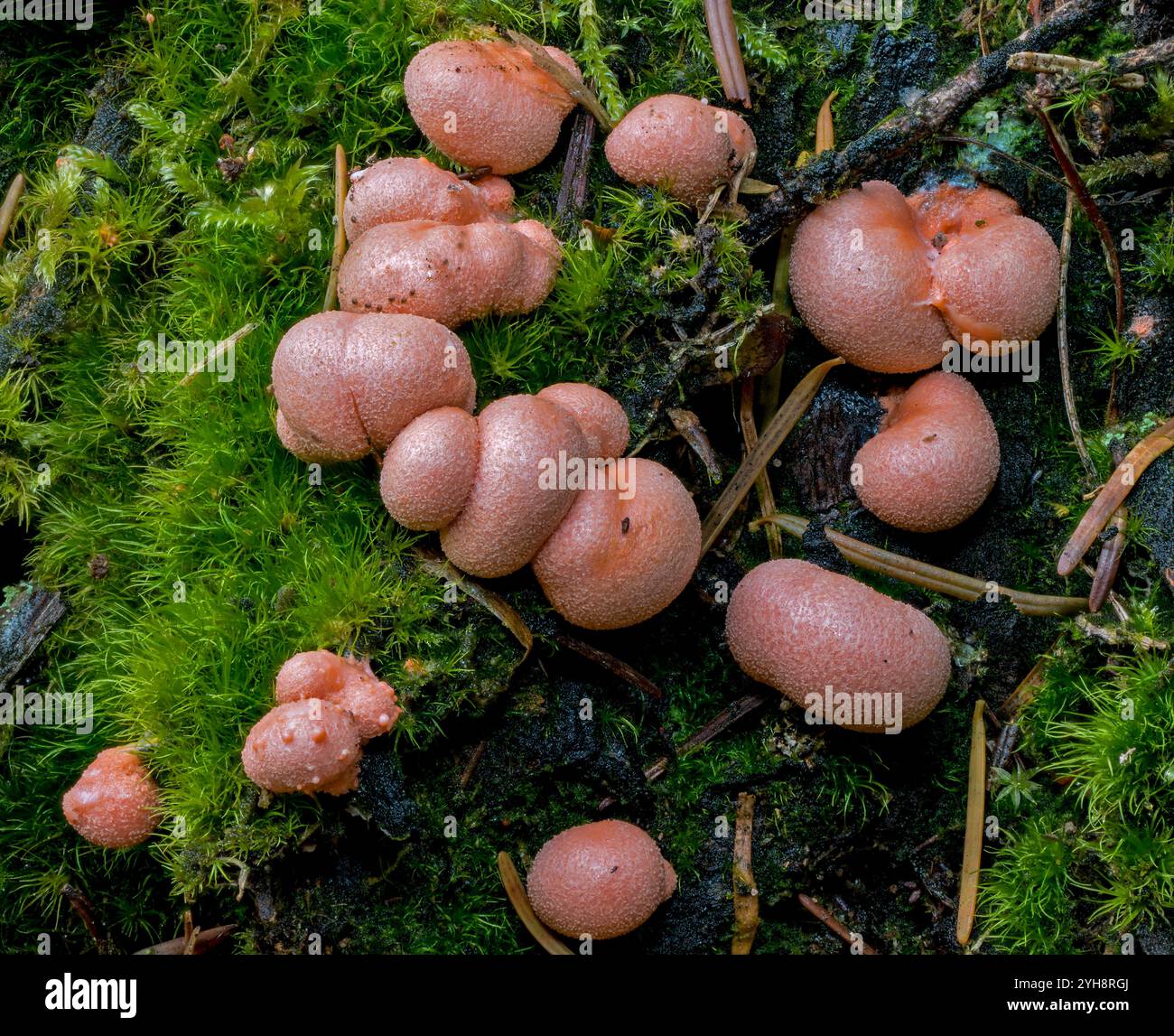 Wolfsmilch (Lycogala epidendrum) eine kosmopolitische Schleimart (Myxogastridenambea). Foto aus dem Pfälzerwald (Rheinland-Pfalz), so Stockfoto