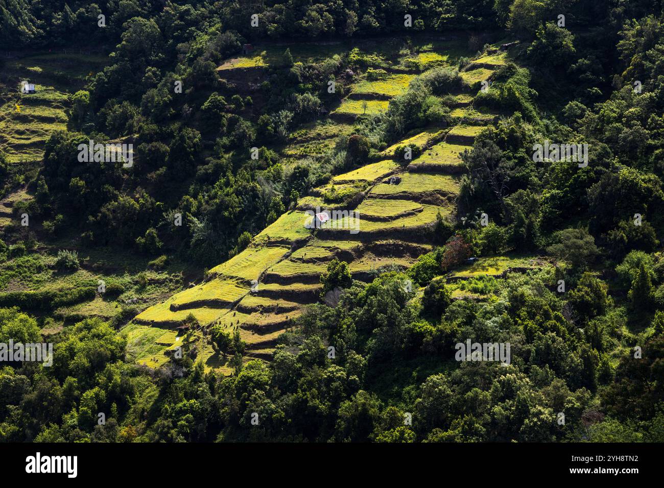 Grüne Terrassen auf Madeira Stockfoto