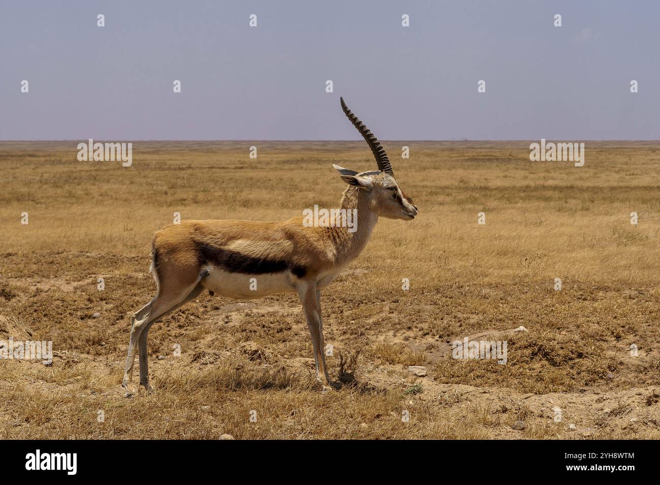 Einzelne Thompsons Gazelle im Grasland der Serengeti mit Horizont Stockfoto