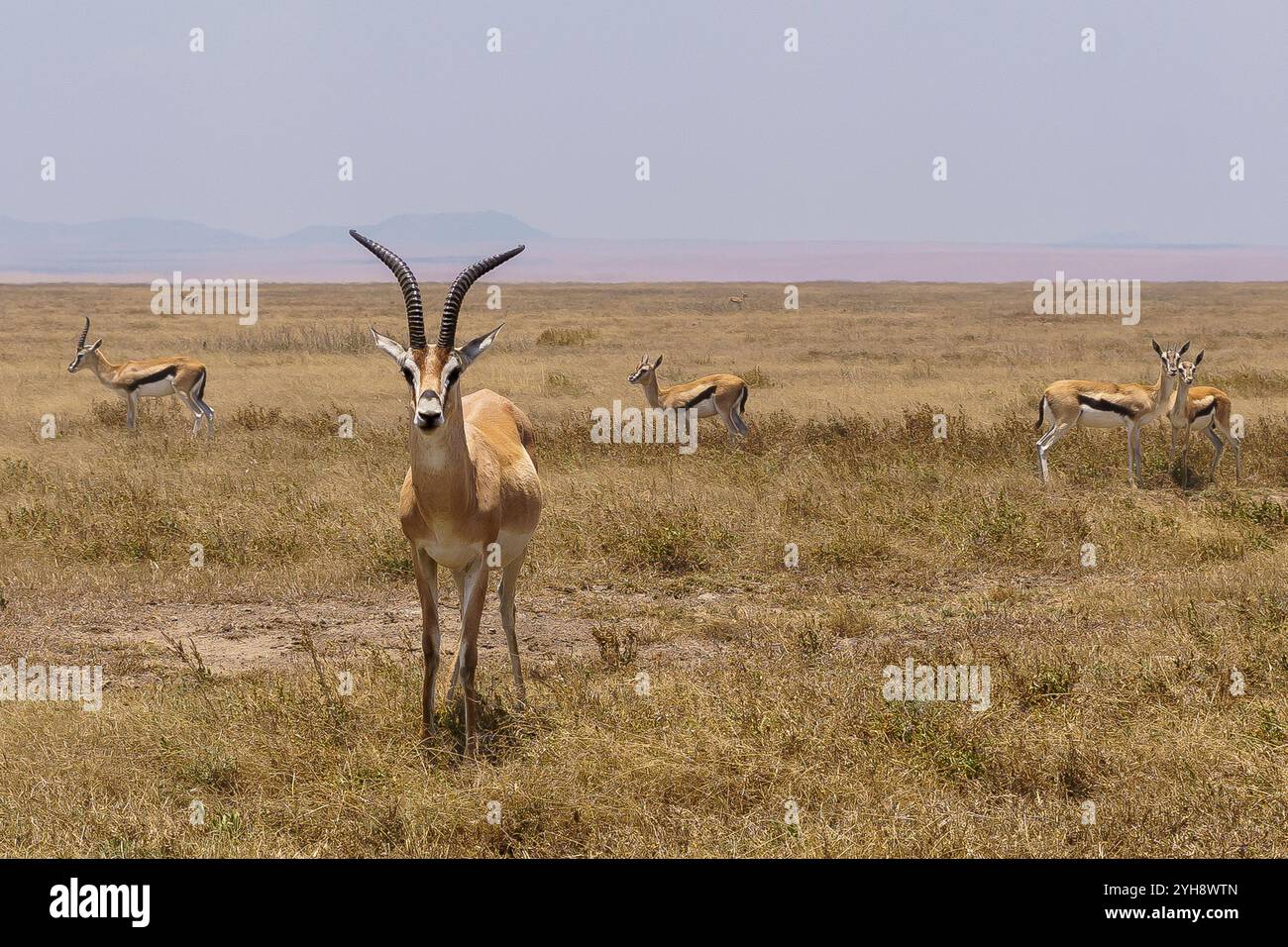 Thompsons Gazelles im Serengeti-Grasland, die Wache halten Stockfoto