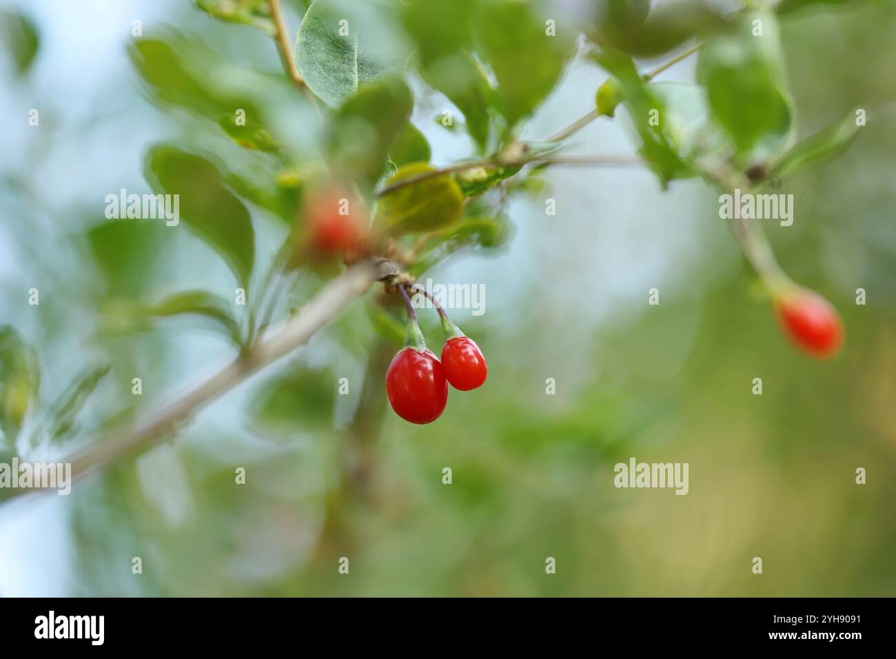 Rote Goji-Beeren auf einem Zweig Stockfoto