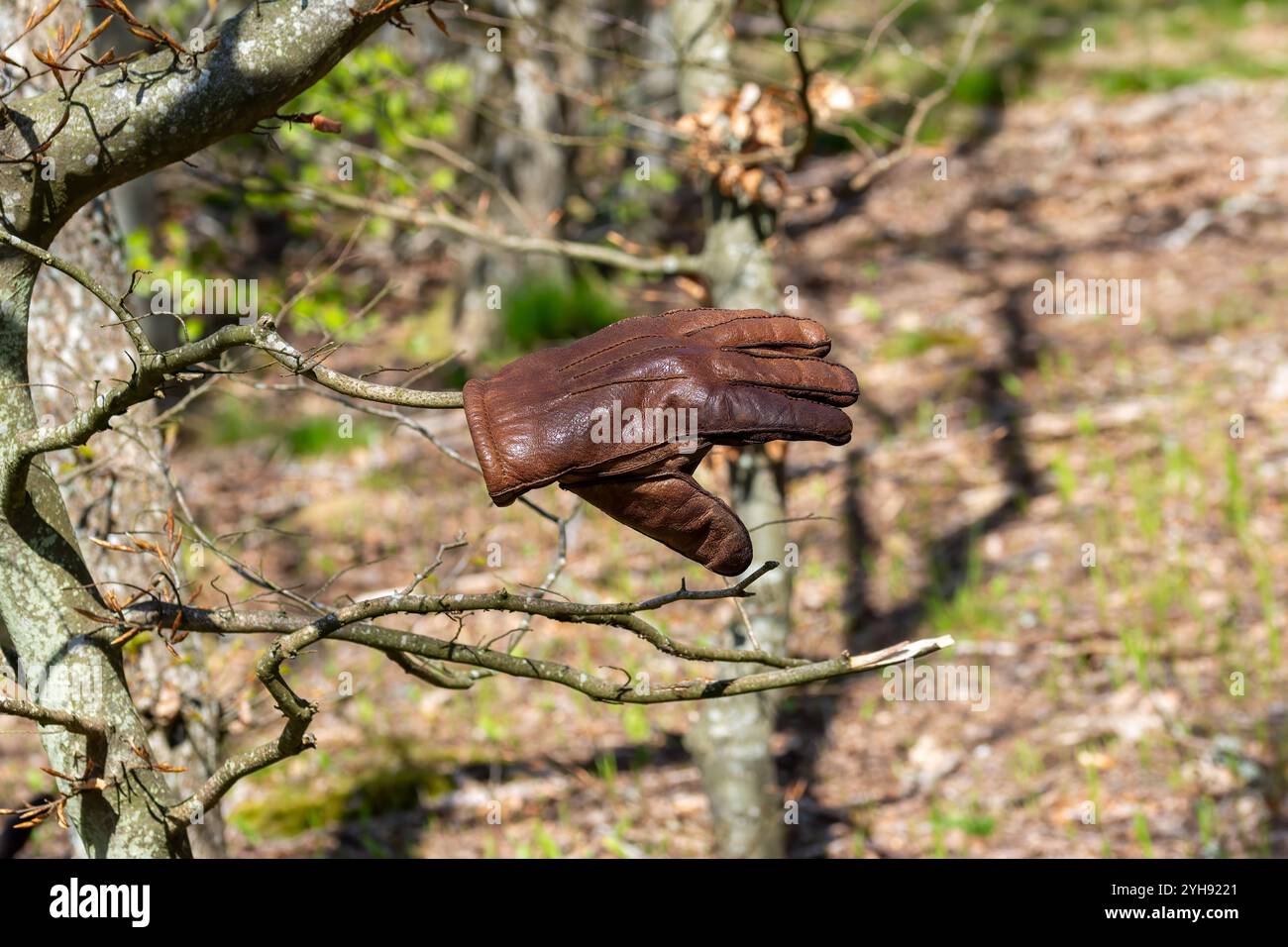 Ein brauner Lederhandschuh hängt an einem dünnen Baumzweig, umgeben von einer friedlichen Waldlandschaft mit strahlendem Sonnenlicht durch die Blätter Stockfoto Ein brauner Lederhandschuh hängt an einem dünnen Baumzweig, umgeben von einer friedlichen Waldlandschaft mit strahlendem Sonnenlicht durch die Blätter Stockfoto