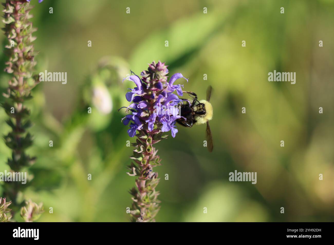 Eine Hummel auf violetten Salbeiblüten Stockfoto