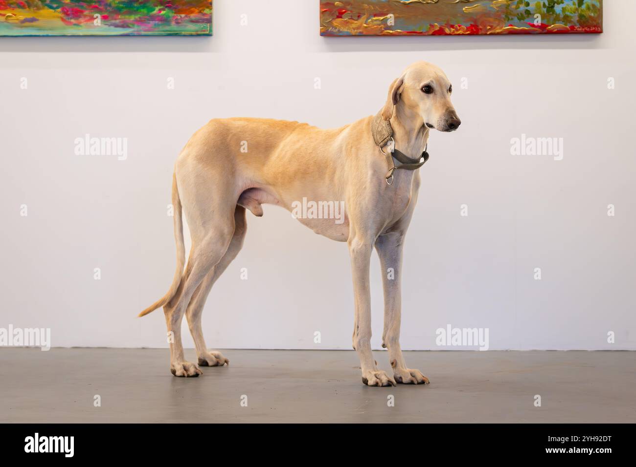 Arabischer windhund (Sloughi). Porträt eines eleganten sandigen arabischen Hounds von Sloughi, Hintergrund des Zimmers. Stockfoto