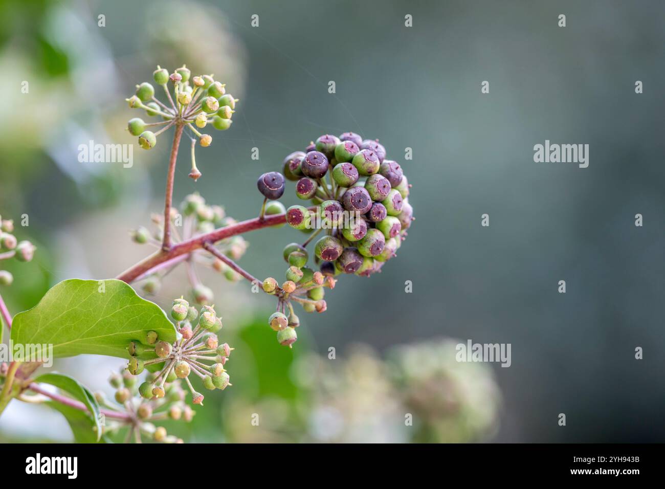 Lila efeu -Fotos und -Bildmaterial in hoher Auflsung  Alamy