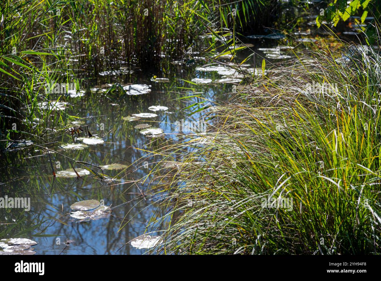 Ein ruhiger Sumpfpool mit Lilienpads, die den Himmel reflektieren, umgeben von hohen Gräsern, eine Ecke des Flusses Stella. Die heitere Schönheit der Natur in diesem Versteck Stockfoto