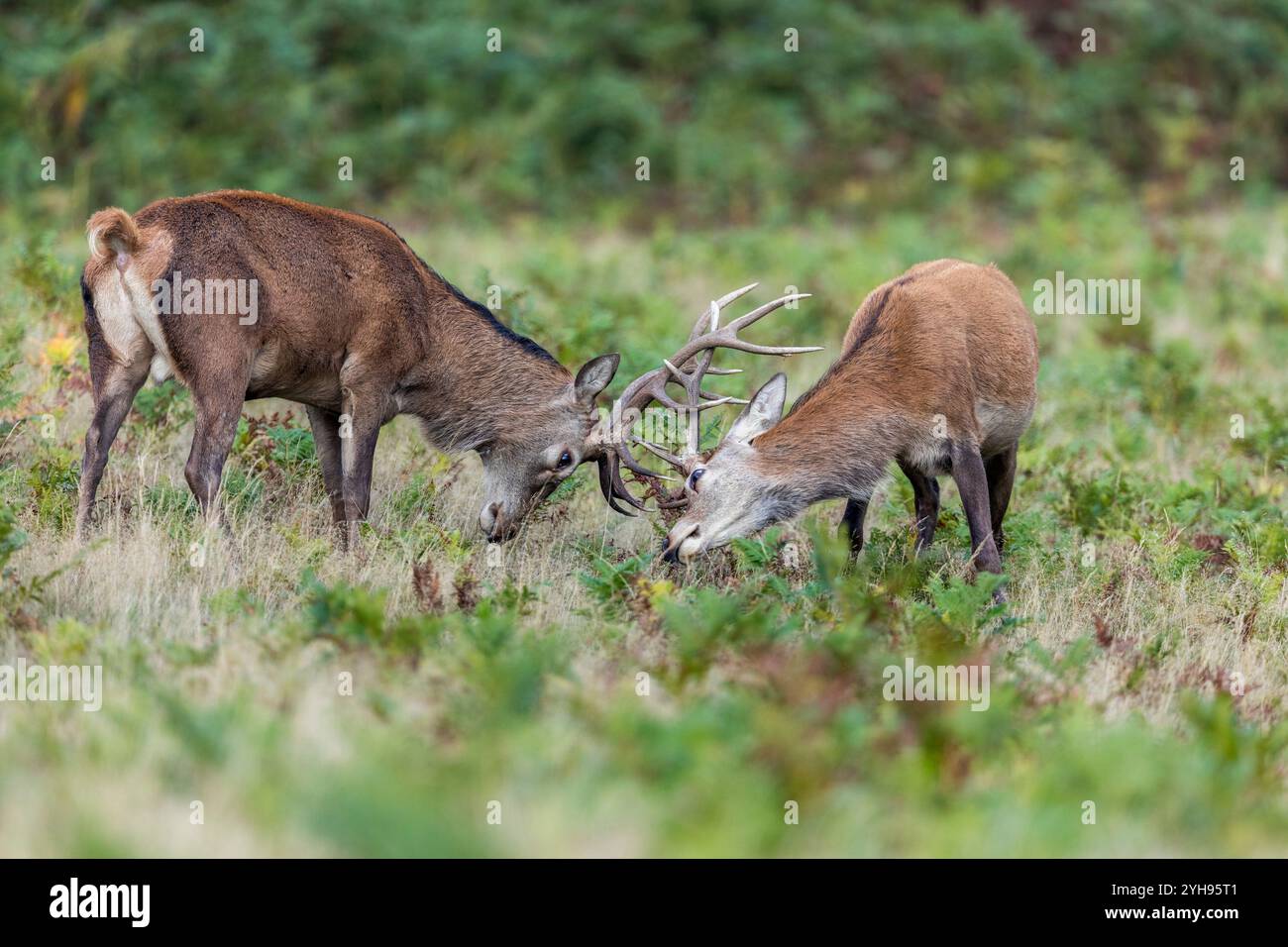 Rotwild Hirsch; Cervus elaphus; zwei Rutting; UK Stockfoto