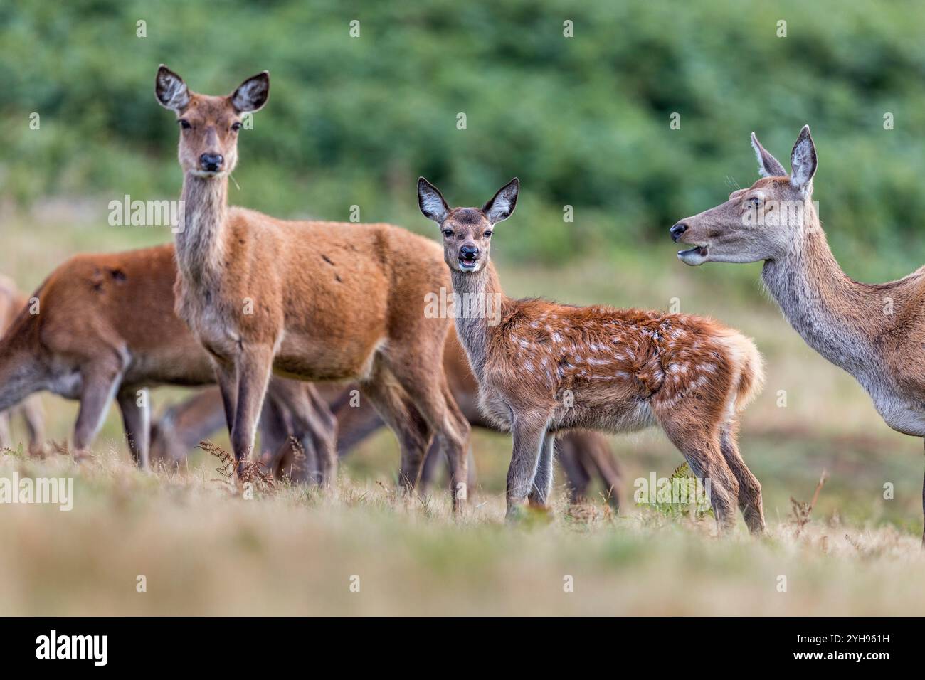 Rotwild: Cervus elaphus; Young Among Herd; UK Stockfoto