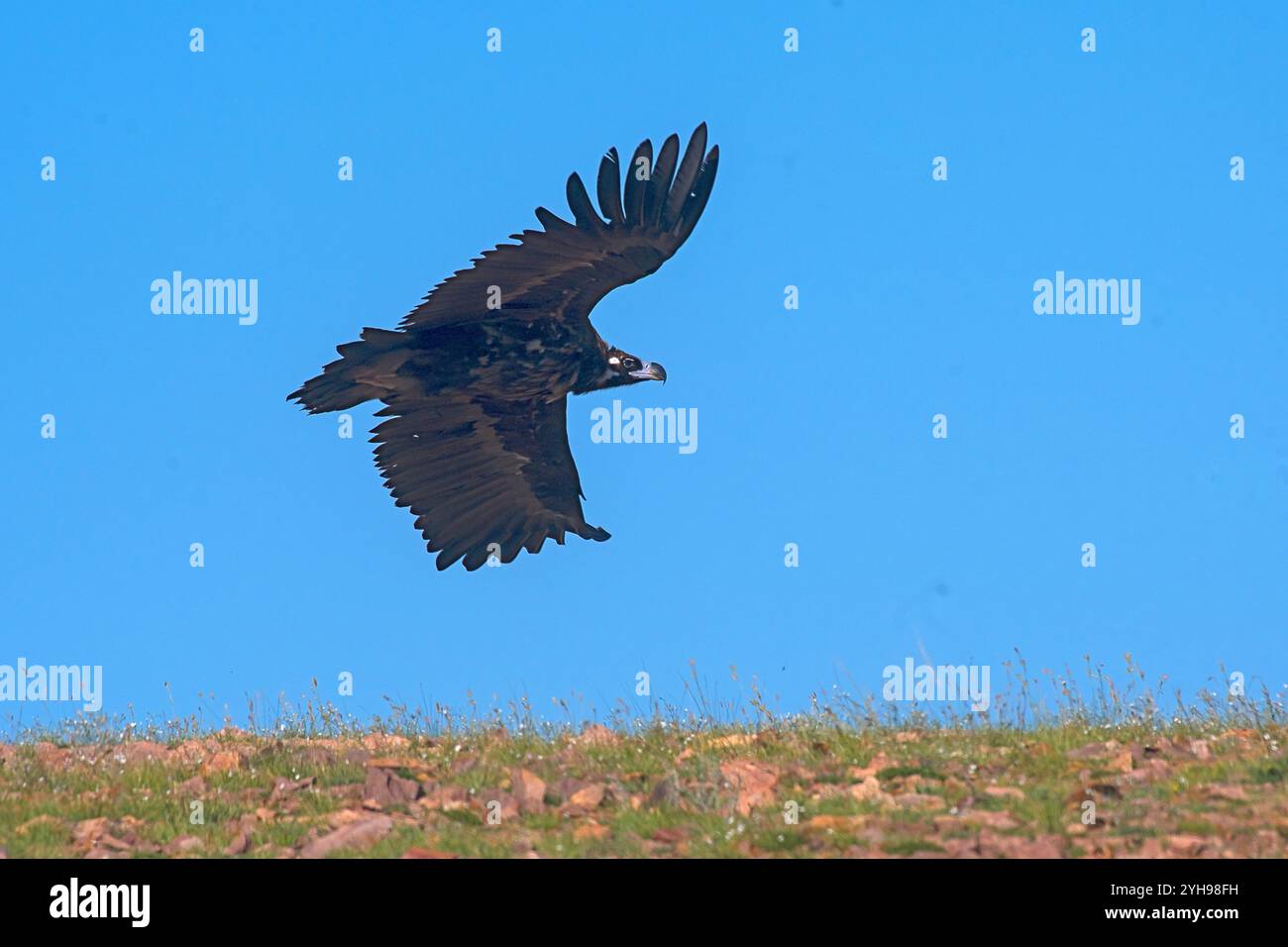 Zinnergeier (Aegypius monachus) aus Gobi, Mongolei Stockfoto