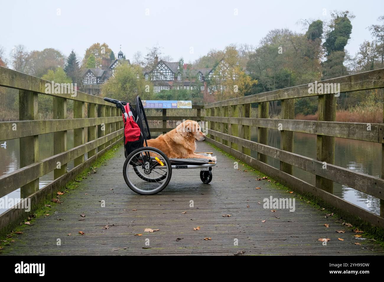 Golden Retriever Hund im Rollstuhl auf einer Holzbrücke in einer ruhigen Parklandschaft. Stockfoto