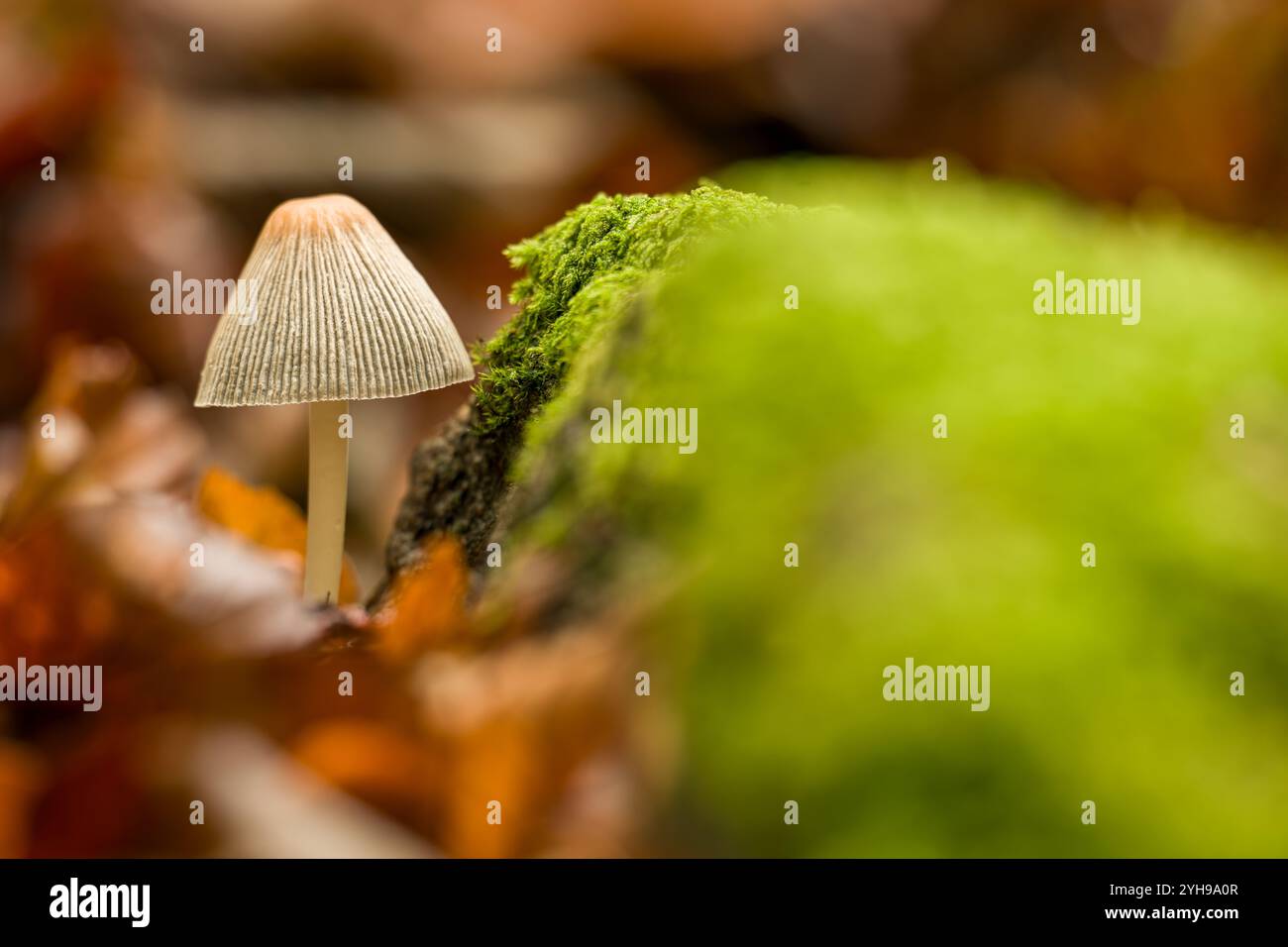 Gemeine Haube, die Zehenmyzena, die gemeine Myzena oder der rosige Kiemenfeenhelmpilz. Hintergrund wilder Pilze. Ungenießbare Pilze, die in Natu wachsen Stockfoto