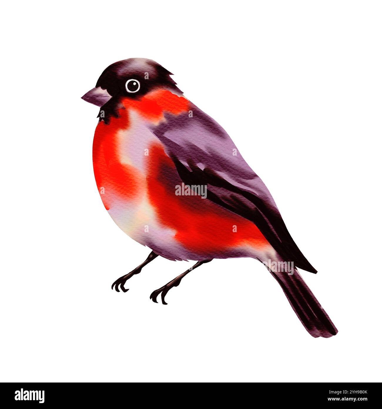Rote und schwarze Wintervogel-Bullfinke. Digitales Aquarell isolierte Illustration auf weißem Hintergrund Stockfoto