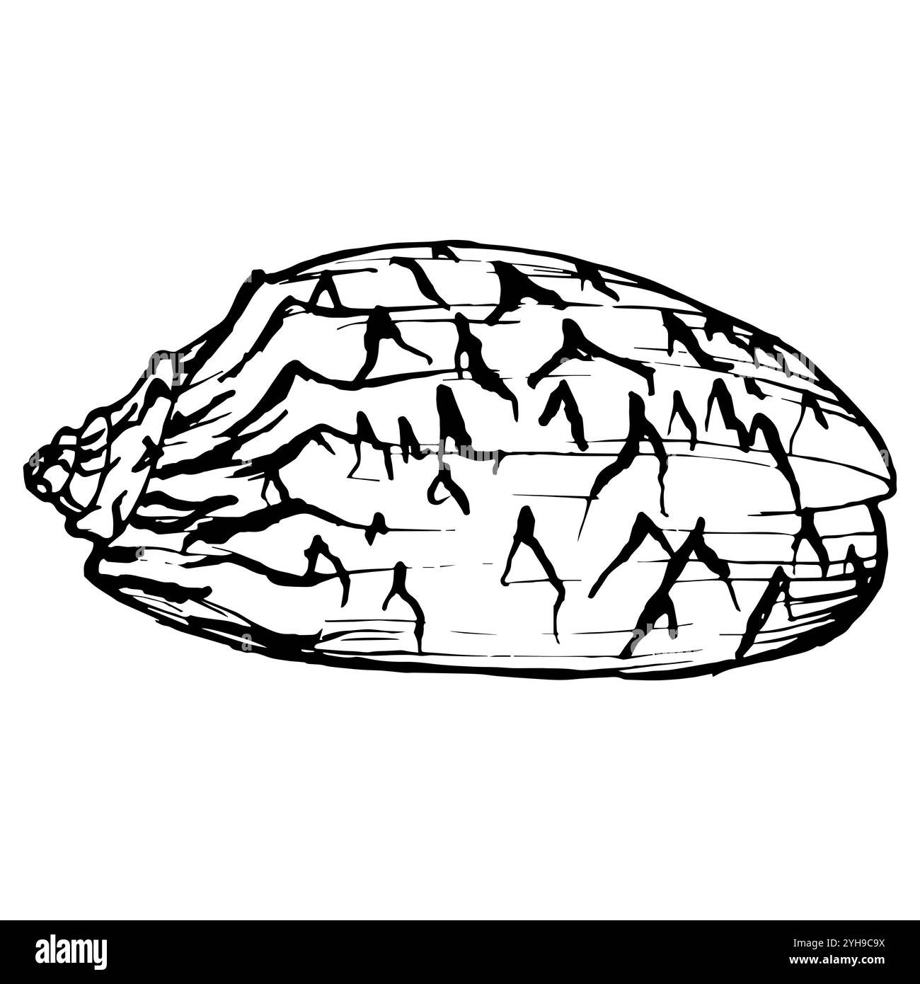 Muschelskizze. Unterwasserschalen Vektorillustration auf Umrissstil. Zeichnung der Weichtiere isoliert auf weißem Hintergrund. Stilisierte Grafiken. Unter Wasser Stock Vektor