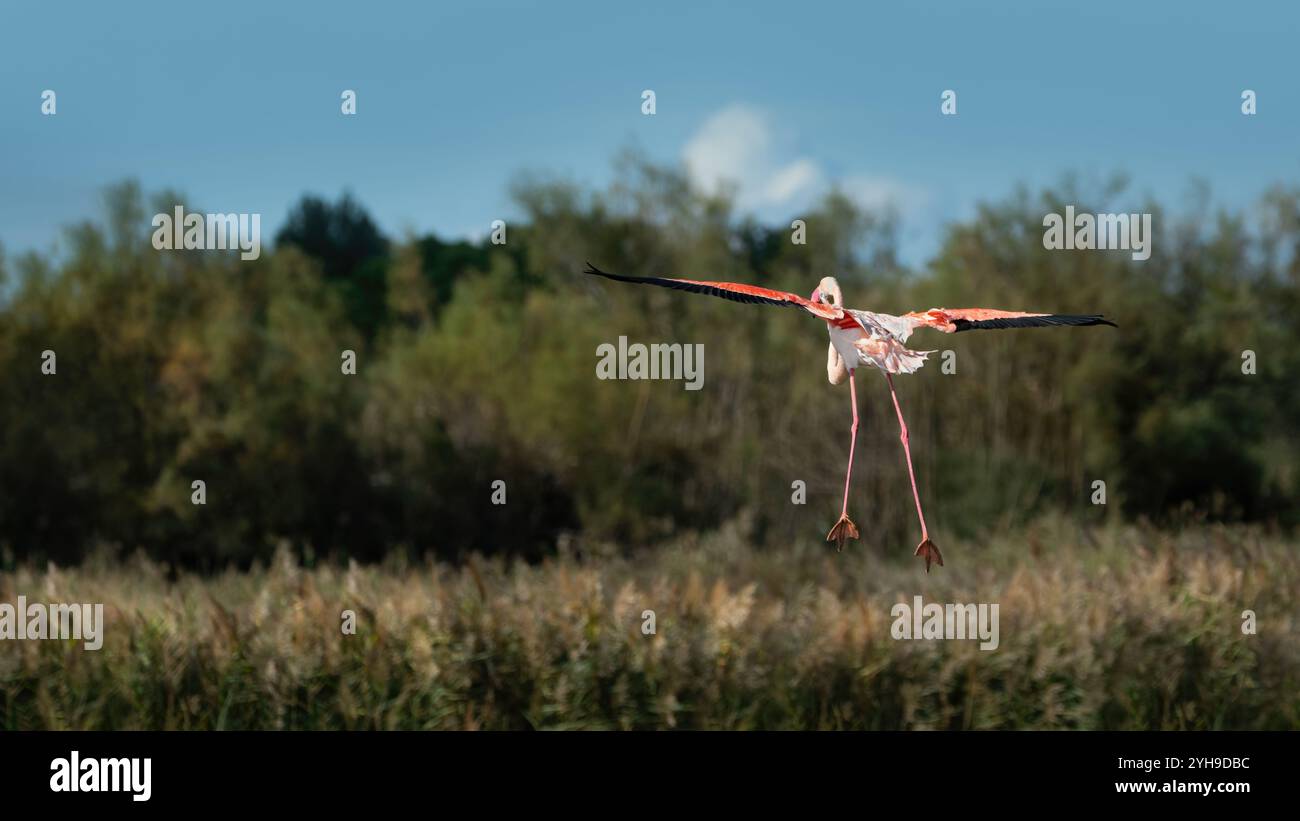 Ein einziger Flamingo, der kurz vor der Landung steht und seine Flügel und Beine weit offen ausbreitet (Phoenicopteridae), 16:9 Stockfoto