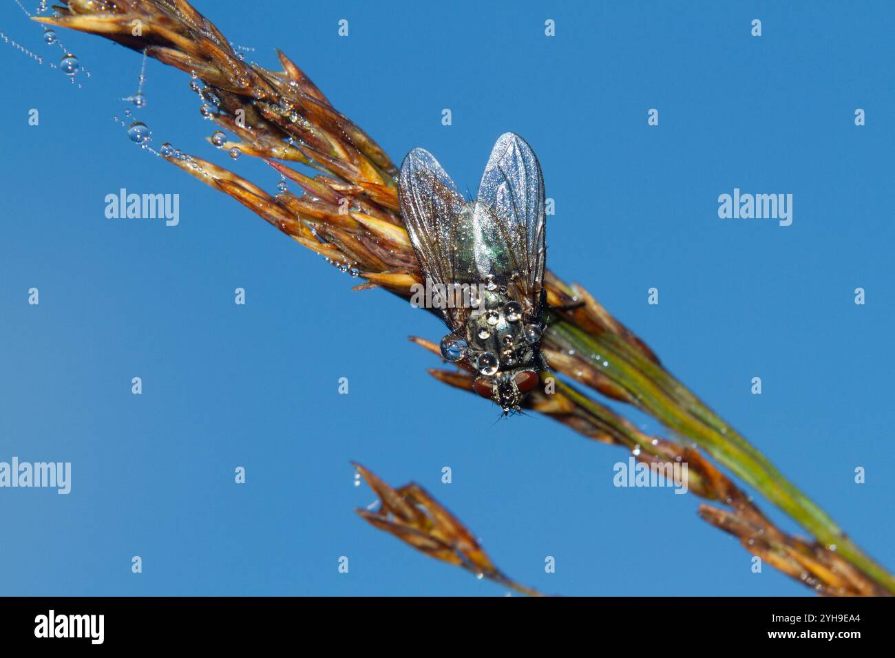 Fly, wahrscheinlich eine gewöhnliche grüne Flaschenfliege, bedeckt mit Tautropfen, auf einem Grasblatt unter blauem Himmel Stockfoto