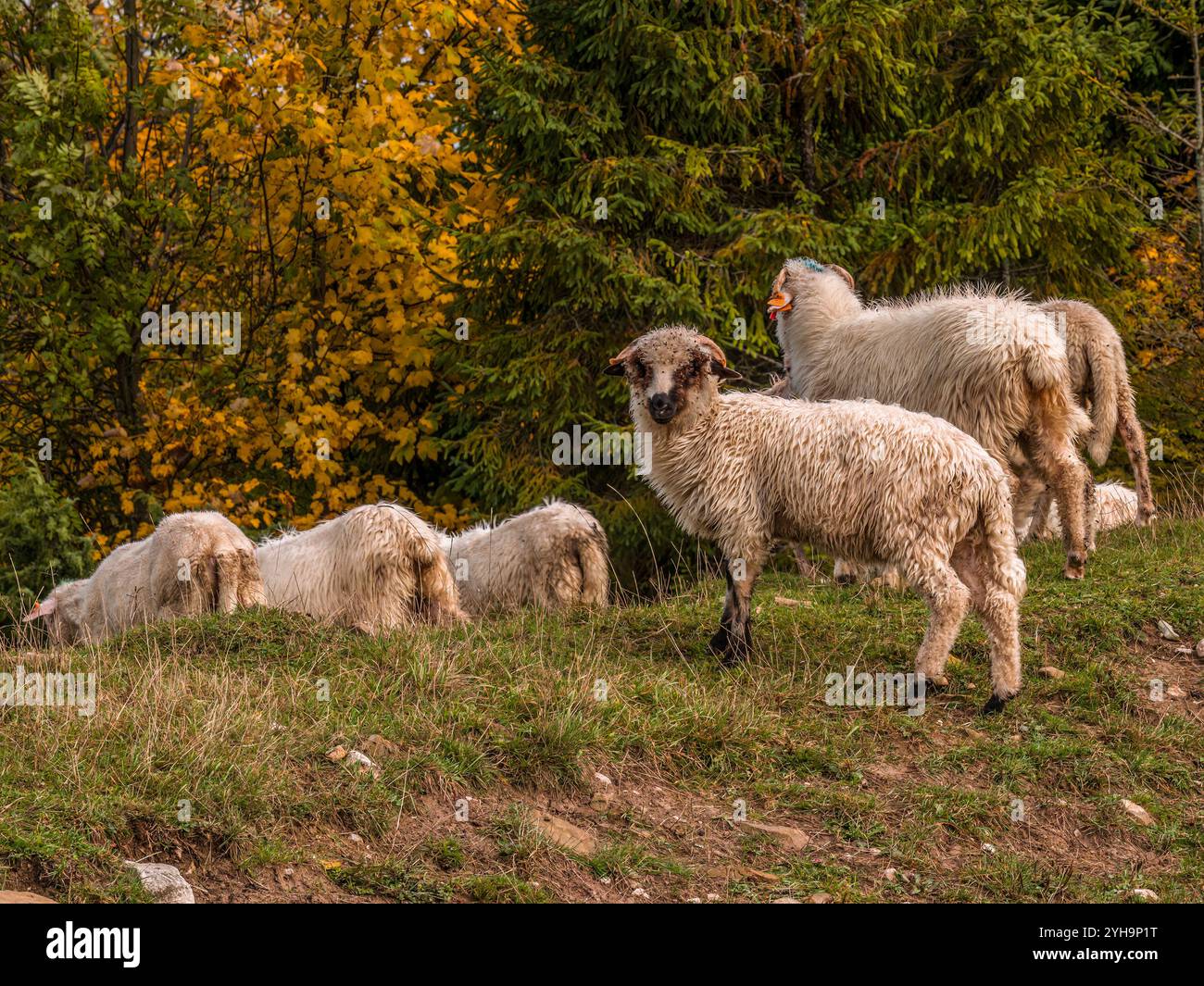 Eine ruhige Szene, in der Schafe gemütlich auf einem unbefestigten Pfad in einem üppigen Wald grasen. Die ruhige Umgebung fängt das Wesen des ländlichen Lebens und der Natur ein Stockfoto