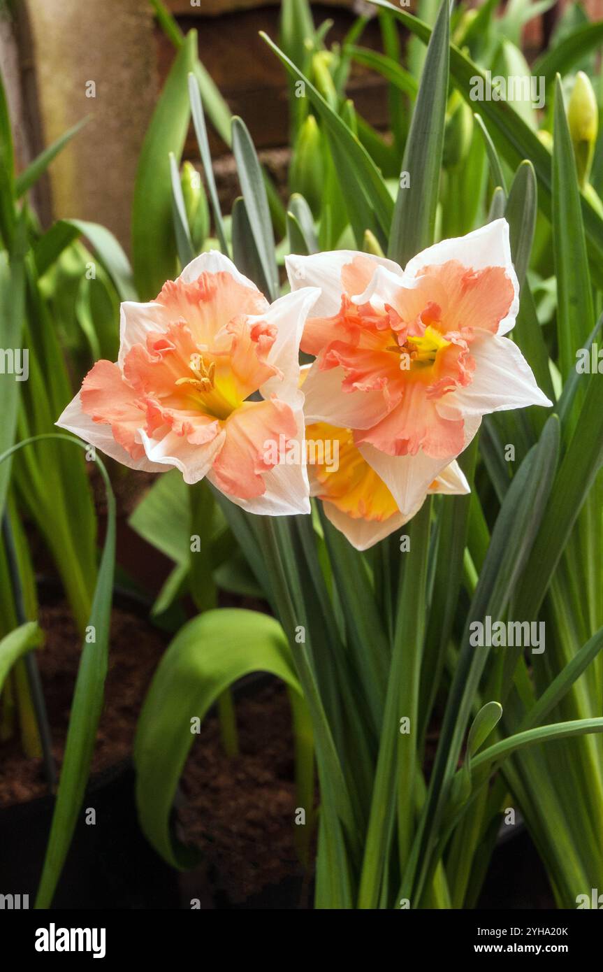 Nahaufnahme Gruppe von Narzissen Edinburgh in der Blüte im Frühling diese Narzisse ist eine Abteilung 11 geteilte Corona Narzissen mit weißen und rosa / orangen Blüten. Stockfoto