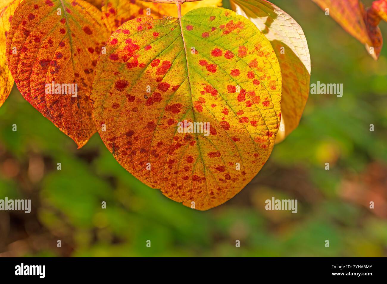 Einzigartig meliertes Blatt im Herbst auf dem Gunflint Trail in Minnesota Stockfoto