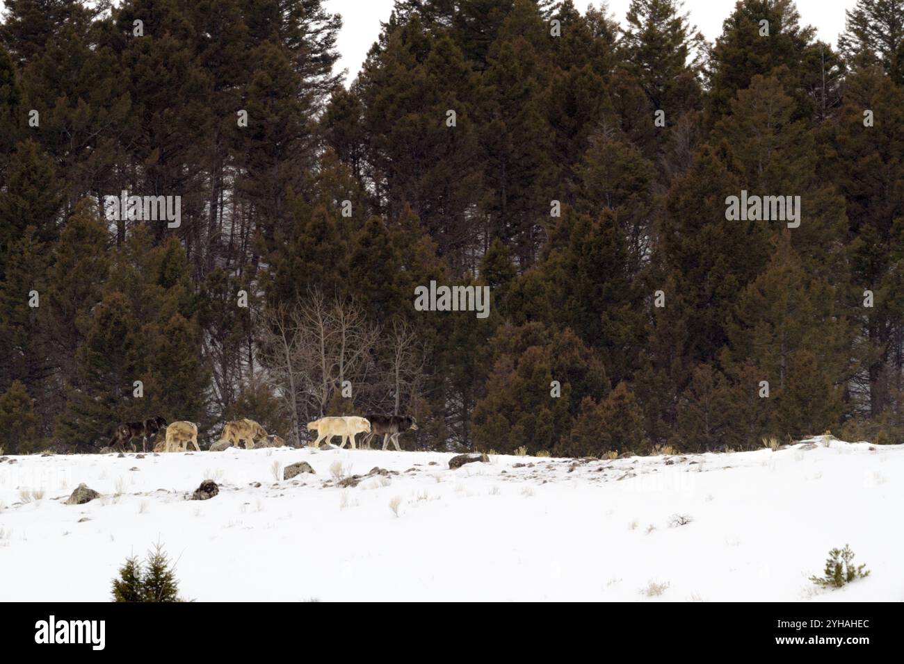 Die Canyon Wolf Pack Alphaare führen ihre Jungen auf einem Kamm nahe Mammoth Hot Springs im Yellowstone National Park, Wyoming. Stockfoto