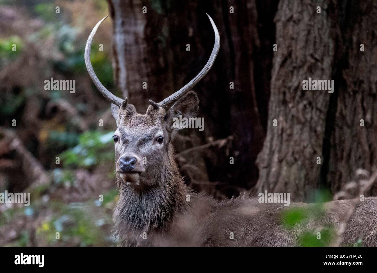 London, Großbritannien. November 2024. Ein junger männlicher Rotwild wird am 10. November 2024 im Richmond Park in London, Großbritannien, beobachtet. Der Richmond Park mit einer Fläche von 2.500 Hektar ist ein National Nature Reserve und beherbergt mehrere hundert Rotwild und Damhirsche. Quelle: Stephen Chung/Xinhua/Alamy Live News Stockfoto