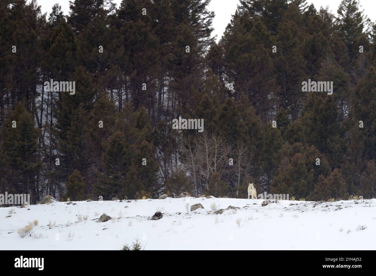 Das Alpha-Weibchen des Canyon Pack, ein weißer Wolf ohne Kragen, steht auf einem schneebedeckten Bergrücken in der Nähe von Mammoth Hot Springs im Yellowstone National Park, Wyoming. Stockfoto