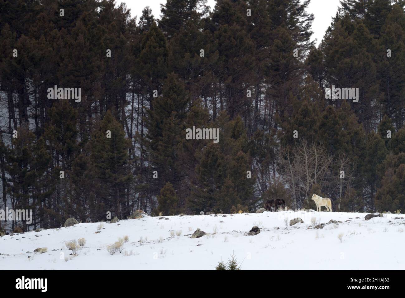 712M, der Canyon Pack Alpha-Männchen, steht auf einem Kamm mit seinem Alpha-Weibchen, einem weißen Wolf ohne Kragen, in der Nähe von Mammoth Hot Springs im Yellowstone National Stockfoto