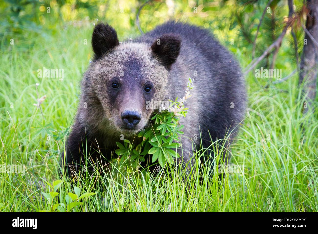 Eines der drei 2013er Jungen des Grizzly Bear #399 macht Blickkontakt mit der Kamera im Grand Teton National Park, Wyoming. Stockfoto