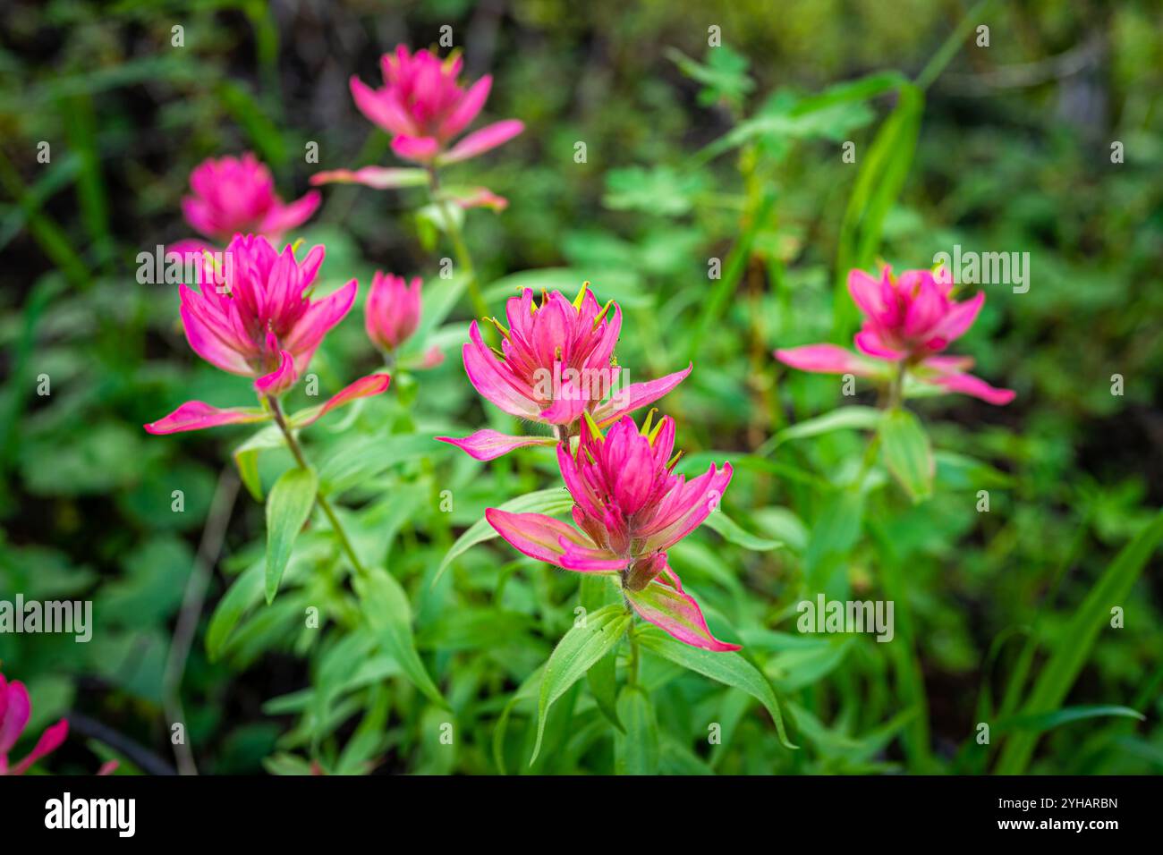 Wildblumenwiese mit Pinselblumen im Frühling Sommer auf dem Colorado Top of Vail Tour Ridge Route Wanderweg und winzigen Kiefern Stockfoto