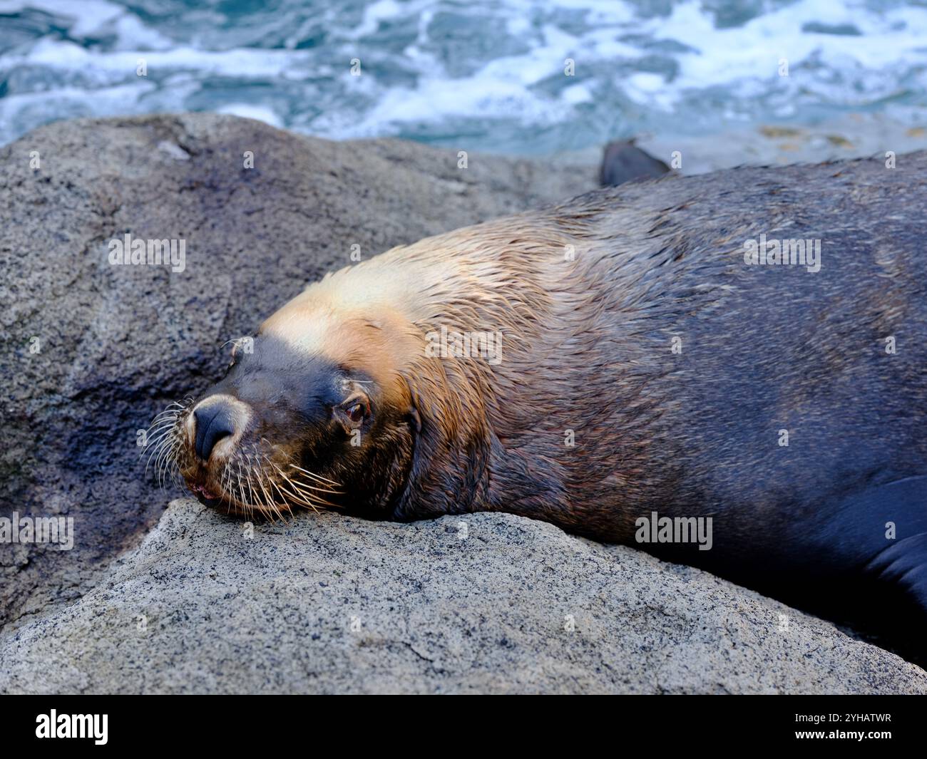 Prächtiger männlicher australischer Seelöwe in majestätischer Schönheit. Stockfoto