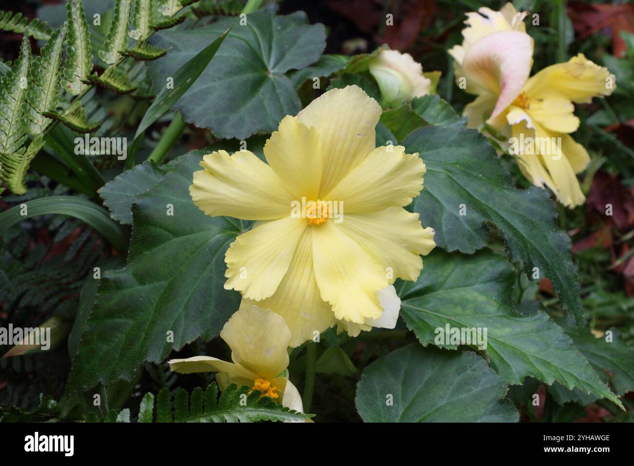 Gelbe Blume einer tuberösen Begonia in einer Gartenbettpflanze Begonia tuberhybrida Stockfoto