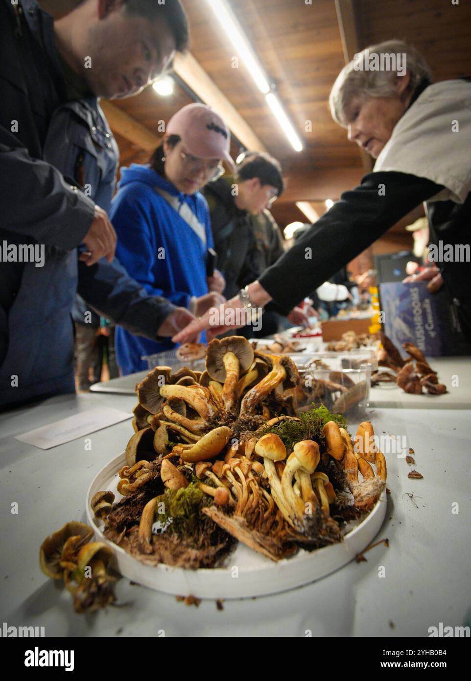 Richmond, Kanada. November 2024. Auf der jährlichen Pilzshow in Richmond, British Columbia, Kanada, am 10. November 2024, sehen die Menschen Pilze. Die eintägige Veranstaltung zeigte über 300 Sorten wilder Pilze. Quelle: Liang Sen/Xinhua/Alamy Live News Stockfoto