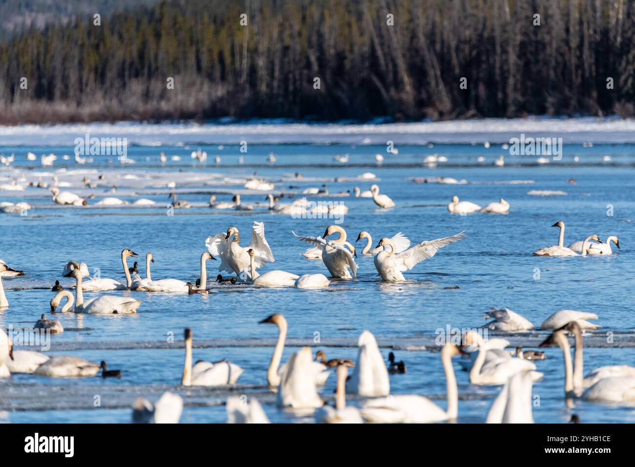 Große Tundra-Schwärme, Trompeterschwäne im offenen Wasser eines gefrorenen Sees, Fluss während ihrer Frühjahrswanderung in die Beringsee, Alaska, Yukon. Stockfoto