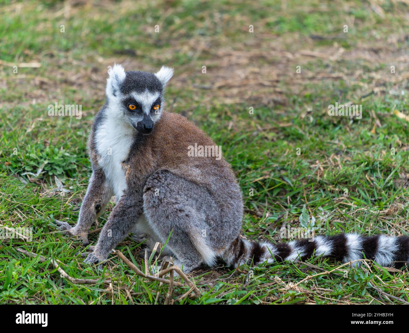 Ein Ringschwanzlemur, der auf dem Gras sitzt, mit seinem markanten schwarz-weiß gestreiften Schwanz. Isalo Nationalpark, Madagaskar. Stockfoto