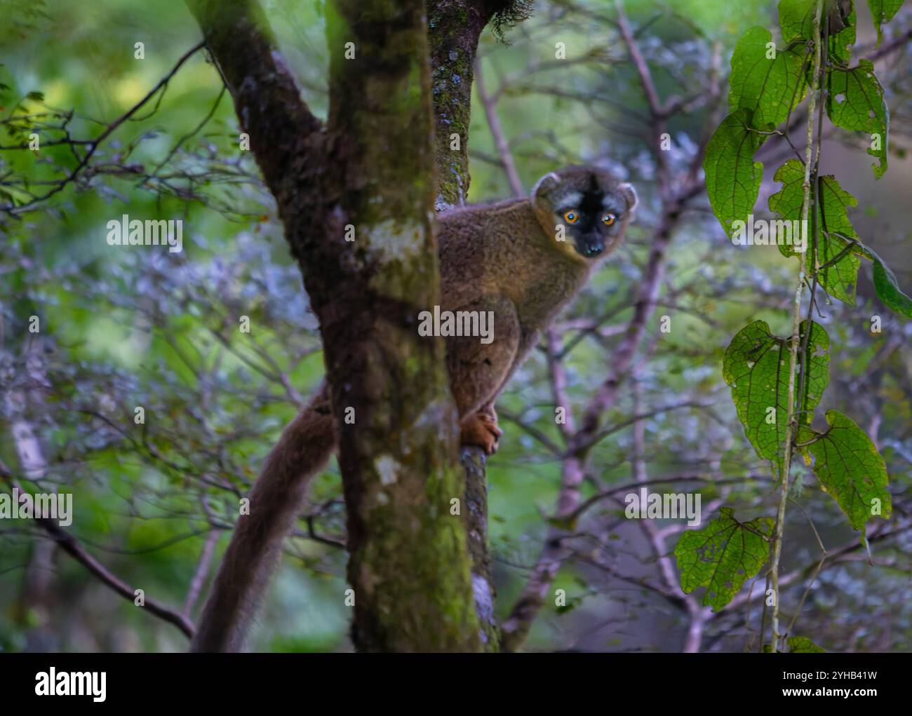 Ein brauner Lemur klammert sich an einen Baum in einem üppigen Wald. Die hellen Augen und die markanten Gesichtsmarkierungen des Lemuren heben sich hervor. Ranomafana Nationalpark, Madagaskar Stockfoto