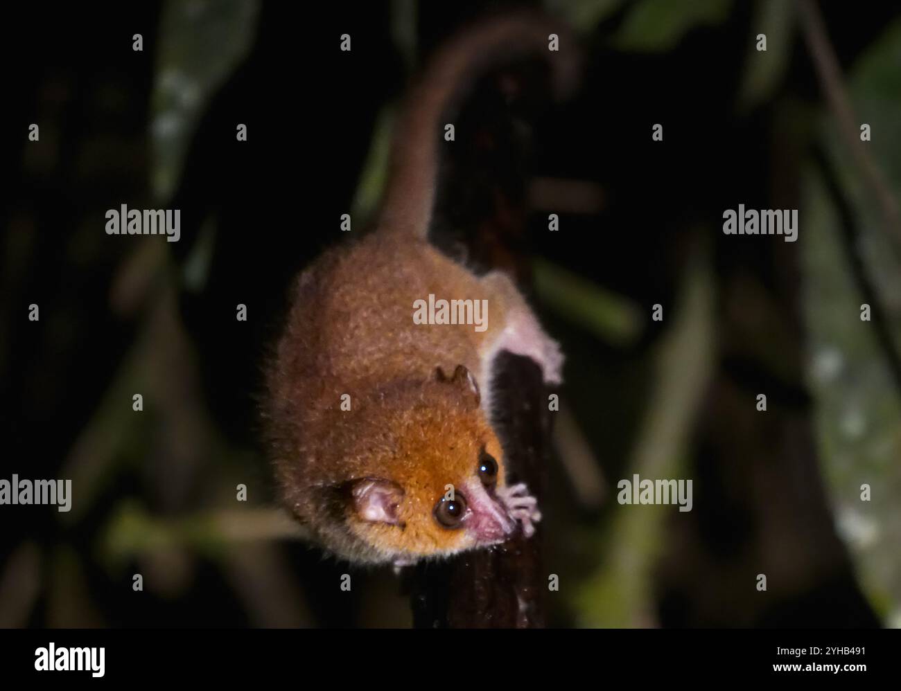 Ein kleiner, brauner Mauslemur klammert sich an einem Zweig im üppigen Regenwald des Ranomafana-Nationalparks auf Madagaskar. Seine großen, runden Augen und seine zarten Eigenschaften Stockfoto